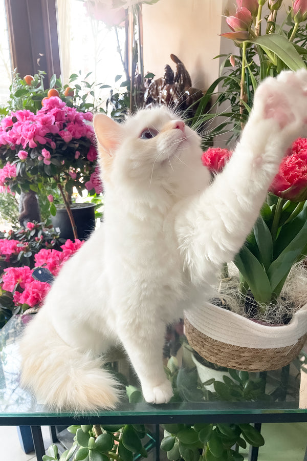 Dilan | Ragdoll Kitten