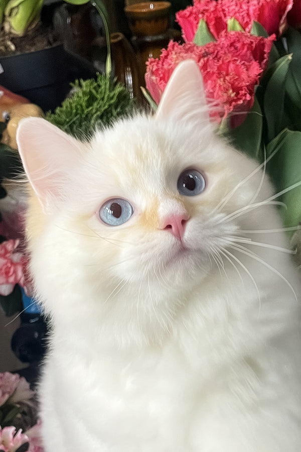 Dilan | Ragdoll Kitten