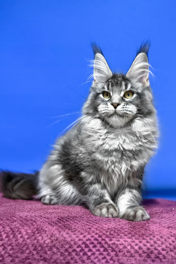 Dina | Maine Coon Kitten