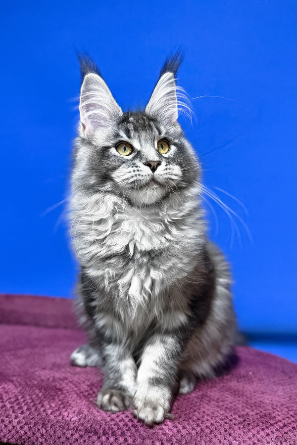 Dina | Maine Coon Kitten