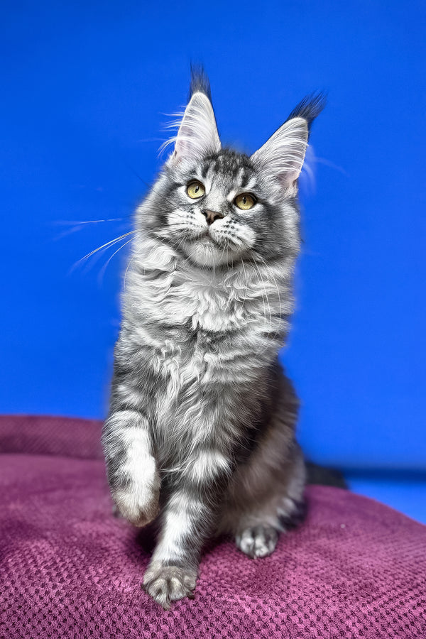 Dina | Maine Coon Kitten