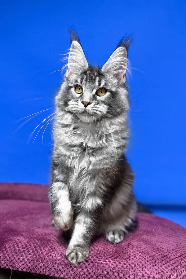 Dina | Maine Coon Kitten