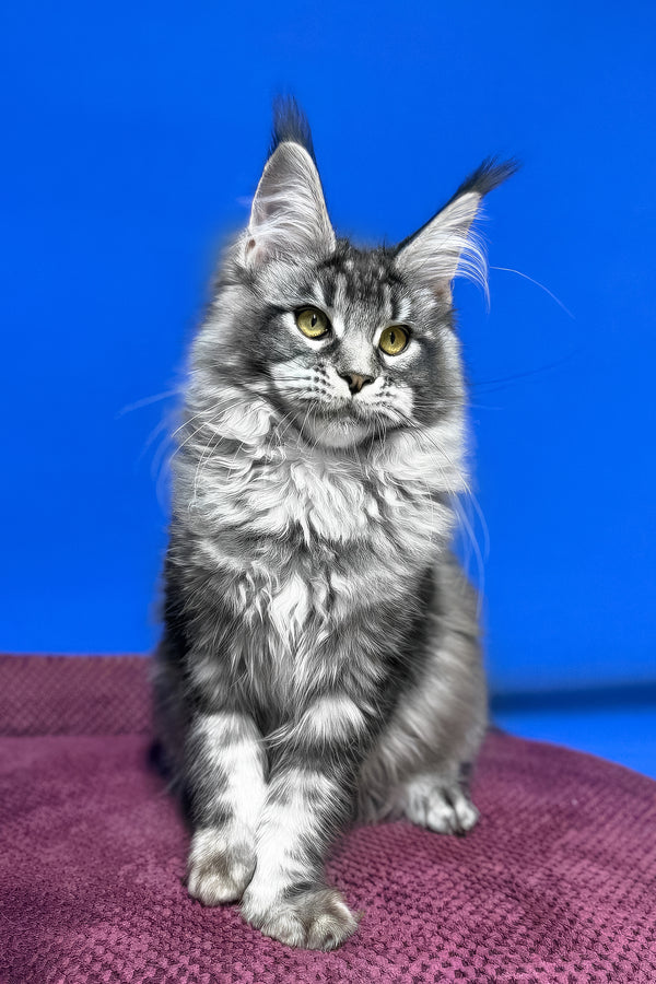 Dina | Maine Coon Kitten