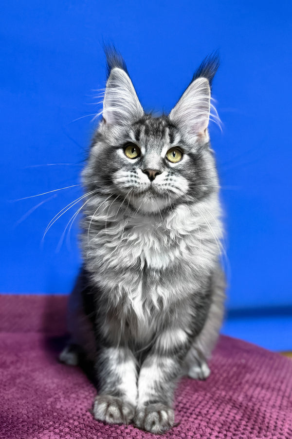 Dina | Maine Coon Kitten