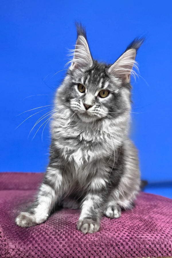 Dina | Maine Coon Kitten