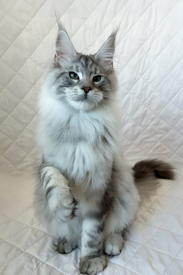 Dinamit | Maine Coon Kitten