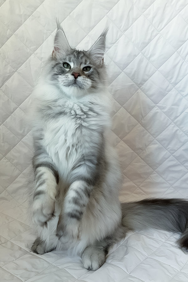 Dinamit | Maine Coon Kitten