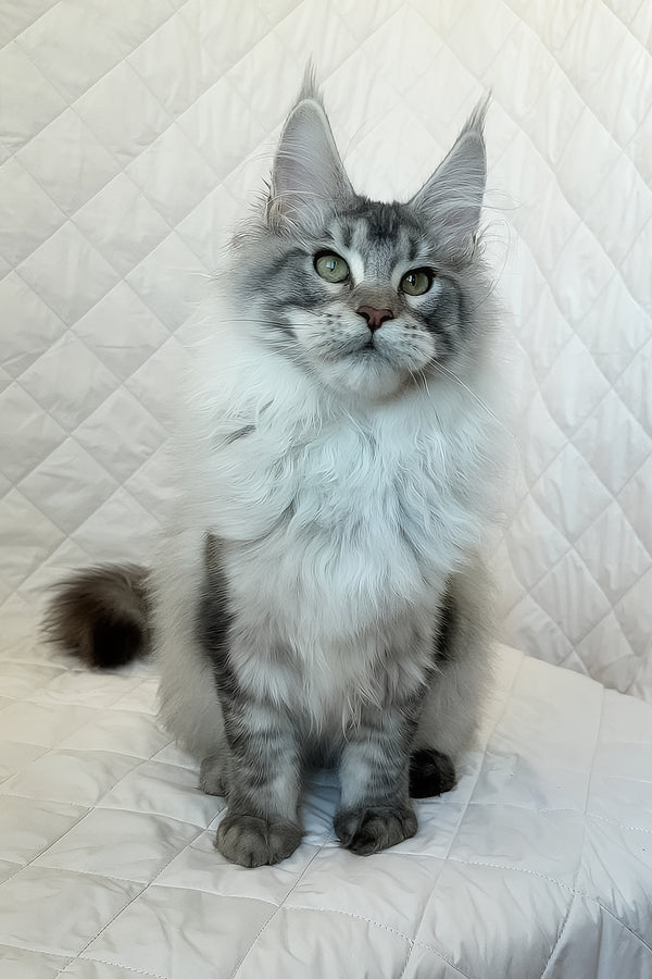 Dinamit | Maine Coon Kitten