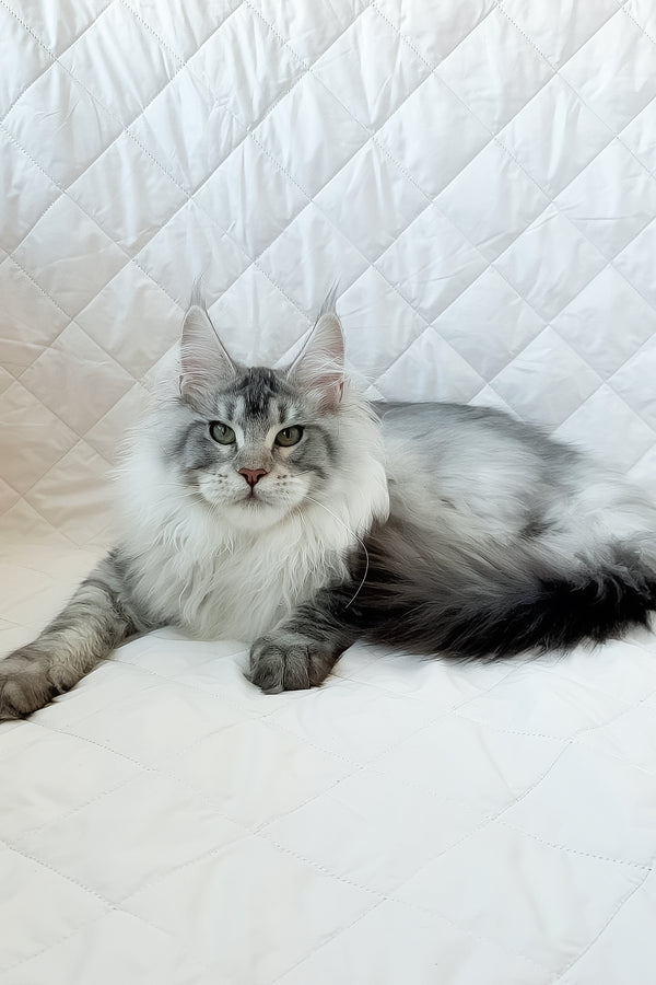 Dinamit | Maine Coon Kitten