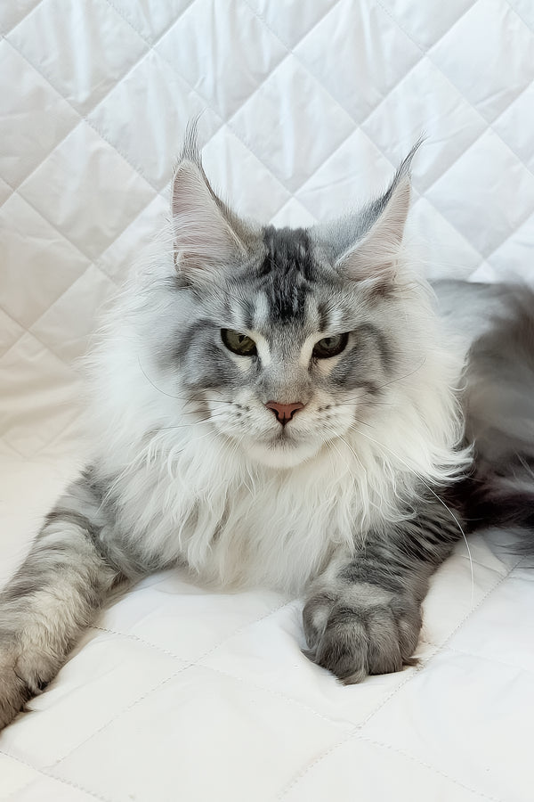 Dinamit | Maine Coon Kitten