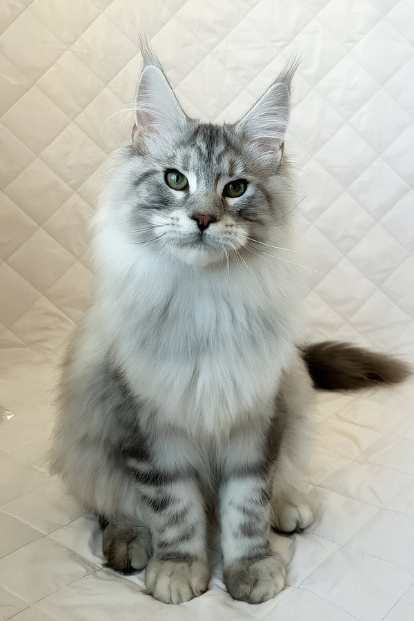 Dinamit | Maine Coon Kitten