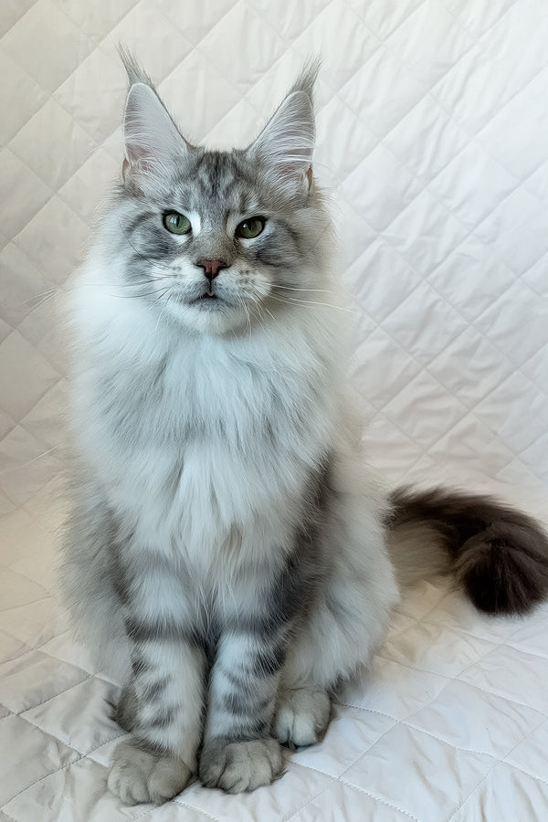 Dinamit | Maine Coon Kitten
