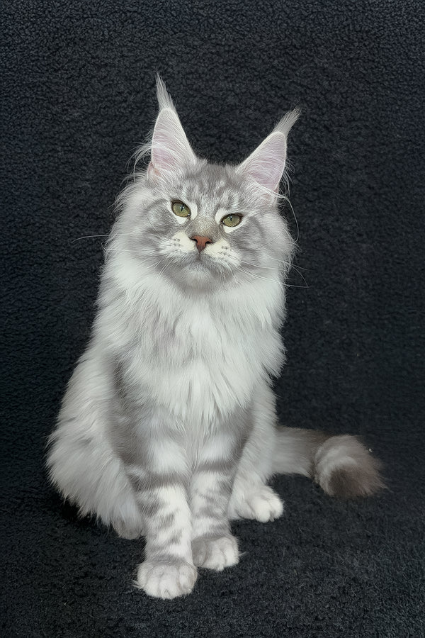 Dinamit | Maine Coon Kitten