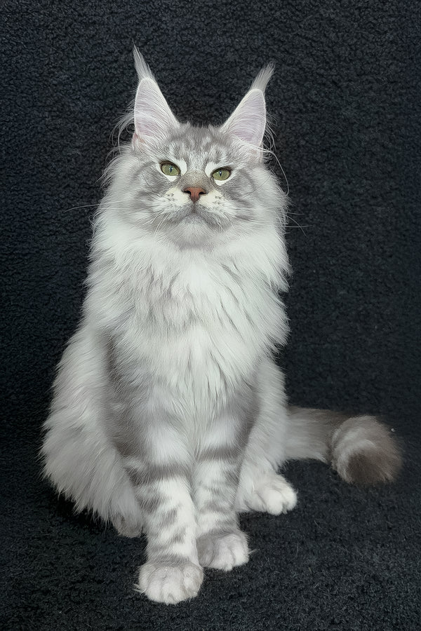 Dinamit | Maine Coon Kitten