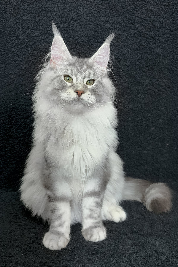 Dinamit | Maine Coon Kitten