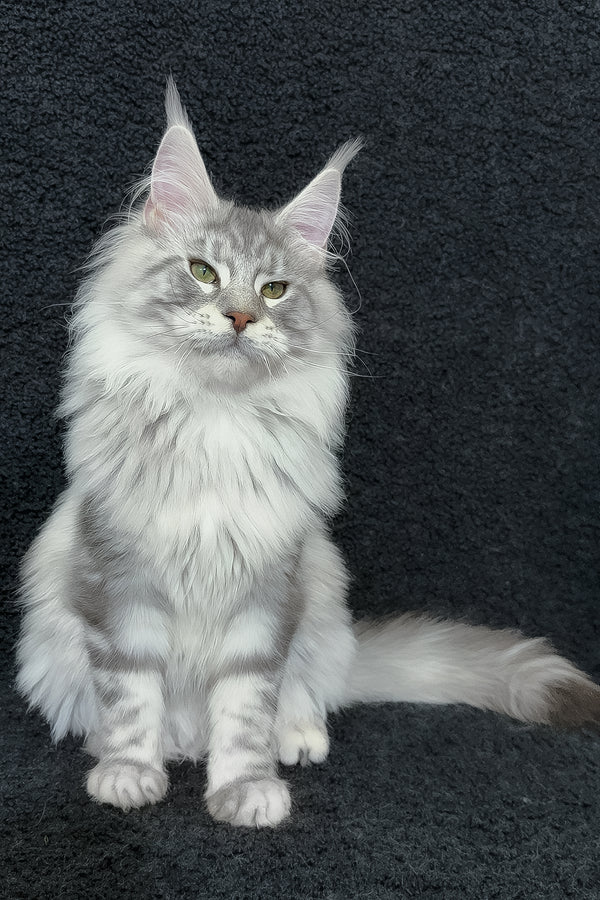 Dinamit | Maine Coon Kitten