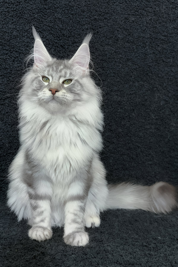 Dinamit | Maine Coon Kitten