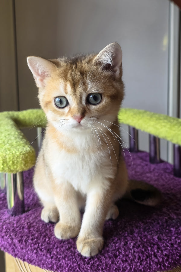 Dinara | Scottish Straight Kitten