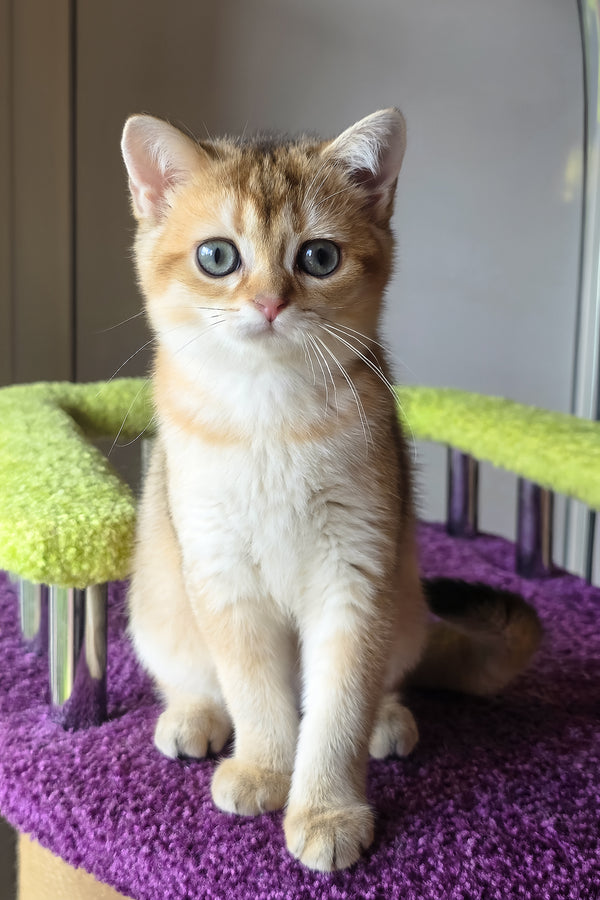 Dinara | Scottish Straight Kitten