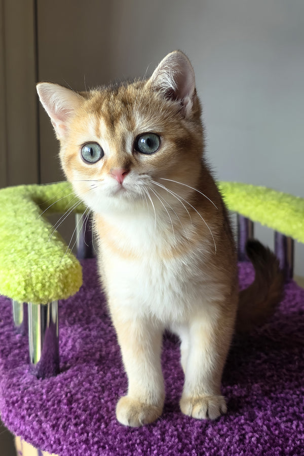 Dinara | Scottish Straight Kitten