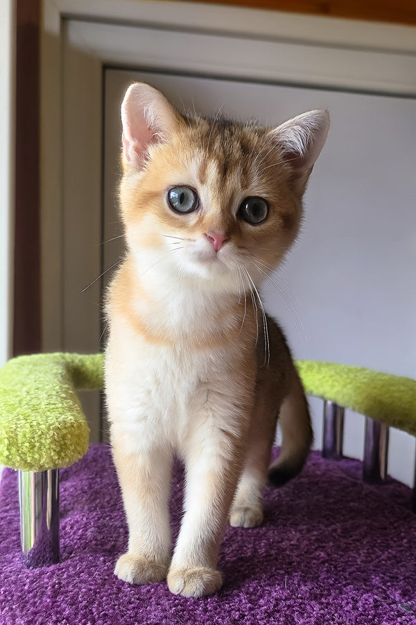 Dinara | Scottish Straight Kitten