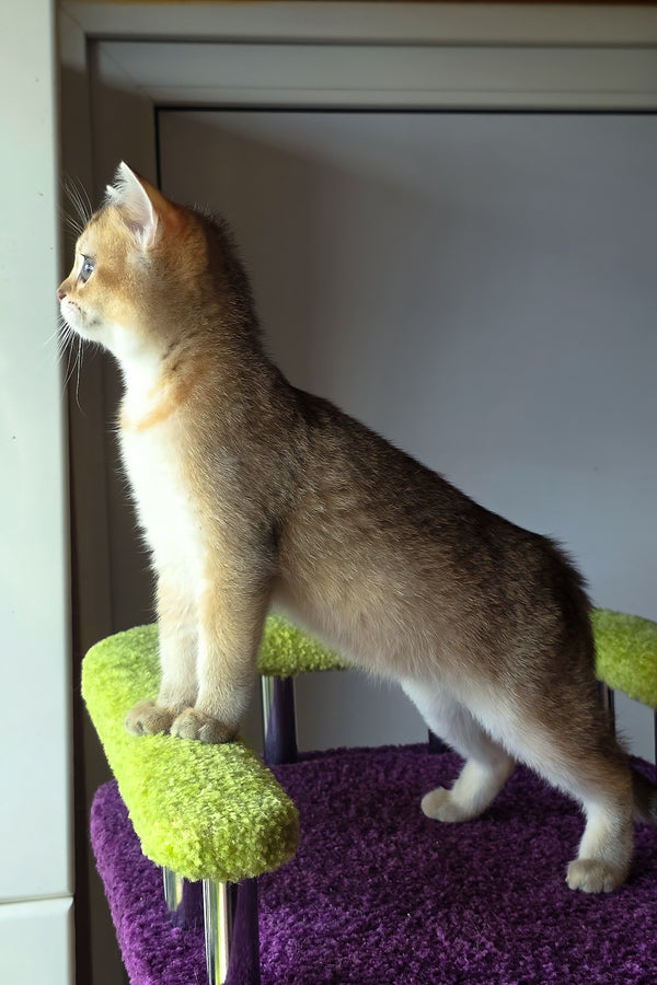 Dinara | Scottish Straight Kitten