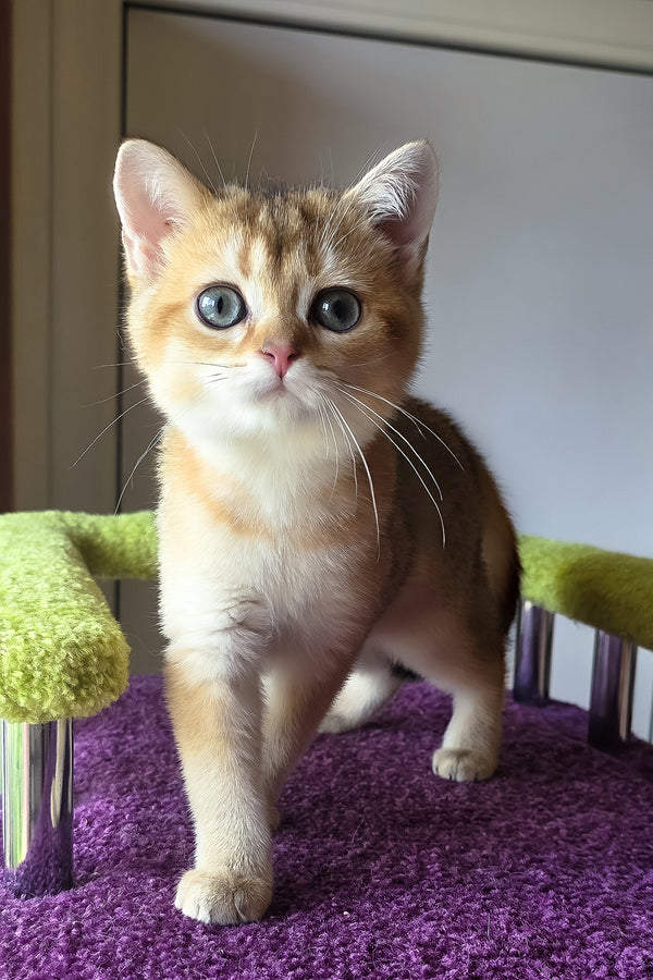 Dinara | Scottish Straight Kitten