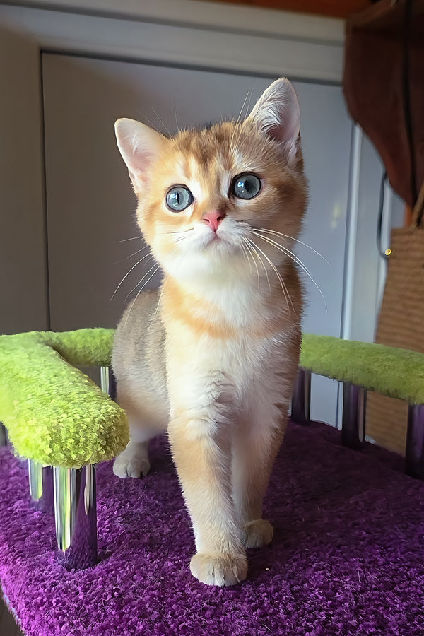Dinara | Scottish Straight Kitten