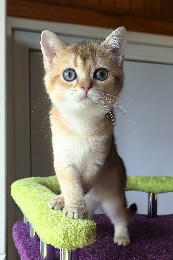 Dinara | Scottish Straight Kitten