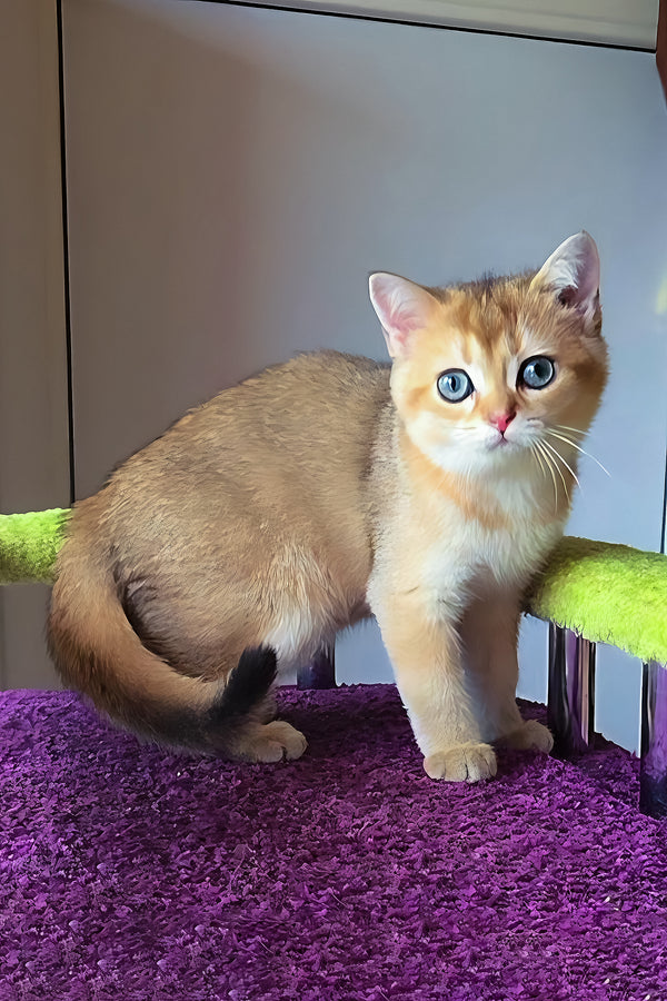 Dinara | Scottish Straight Kitten