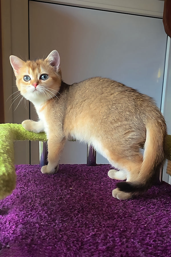Dinara | Scottish Straight Kitten