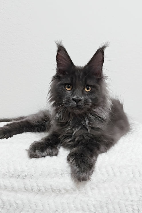 Dino | Polydactyl Maine Coon Kitten