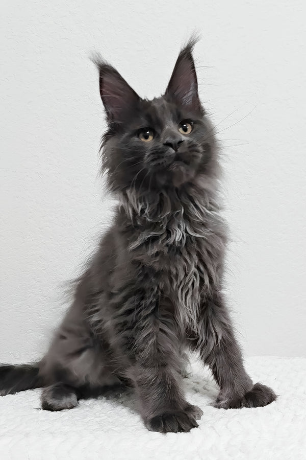 Dino | Polydactyl Maine Coon Kitten