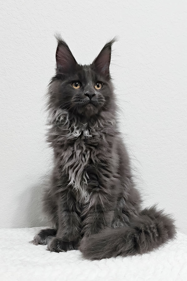 Dino | Polydactyl Maine Coon Kitten