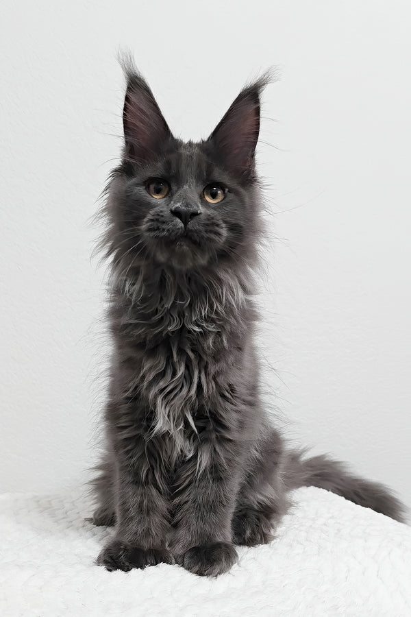 Dino | Polydactyl Maine Coon Kitten