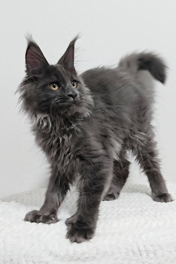 Dino | Polydactyl Maine Coon Kitten