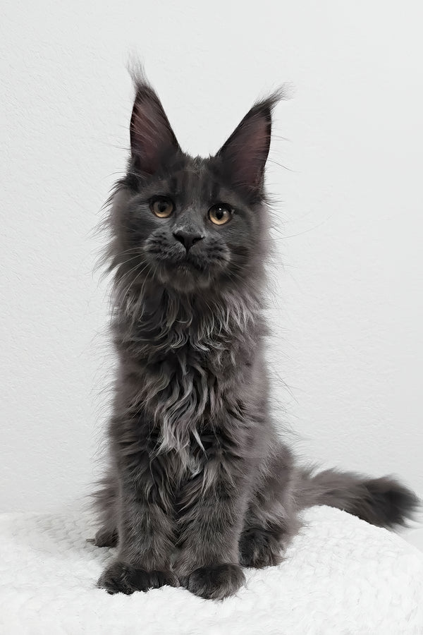 Dino | Polydactyl Maine Coon Kitten