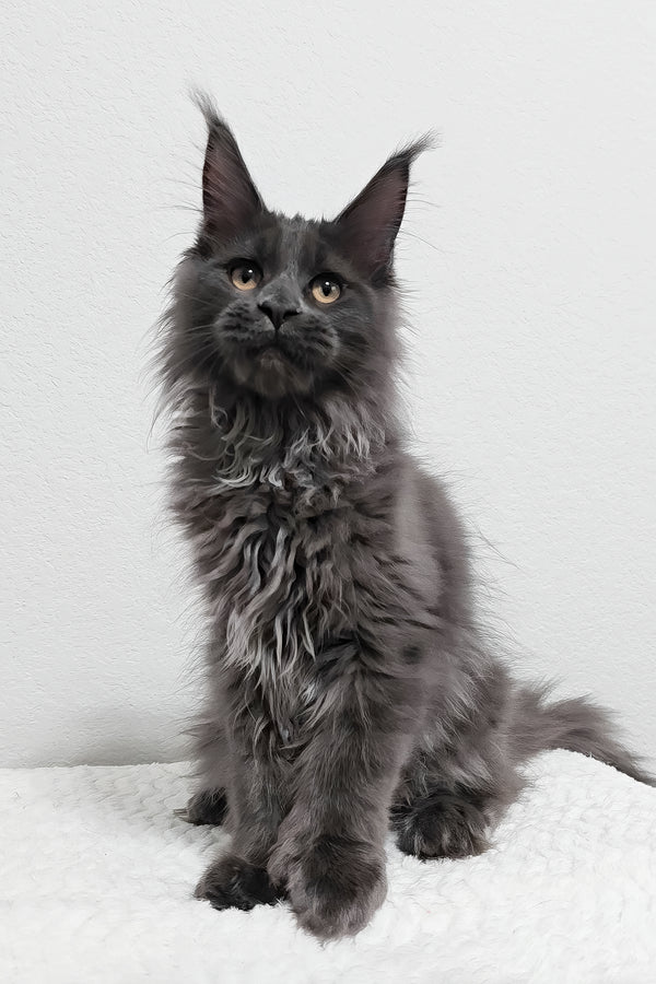 Dino | Polydactyl Maine Coon Kitten