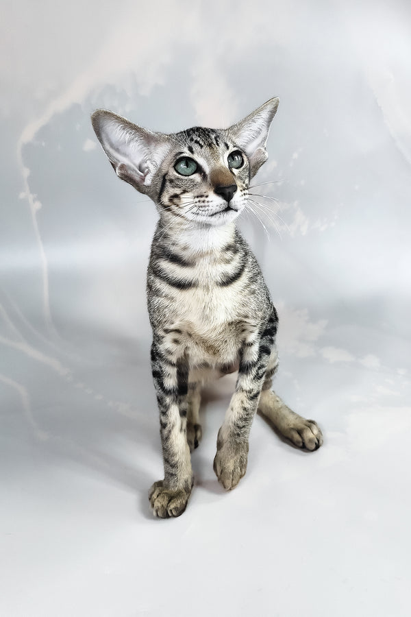 Dionysus | Oriental Shorthair Kitten