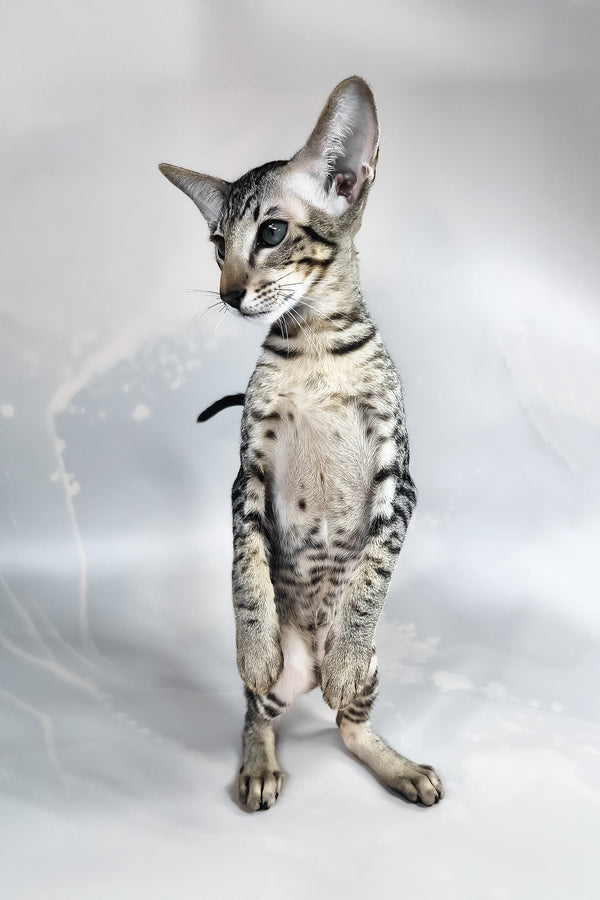 Dionysus | Oriental Shorthair Kitten