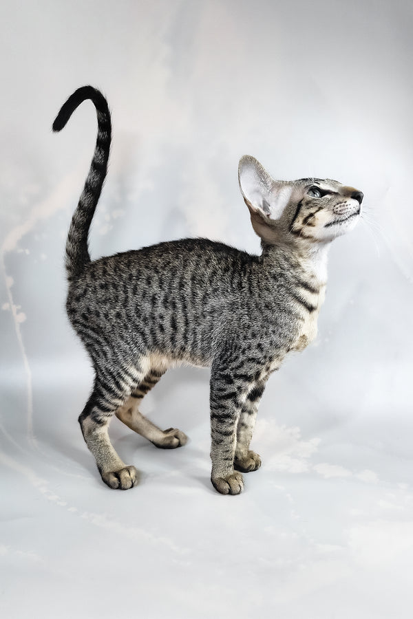 Dionysus | Oriental Shorthair Kitten