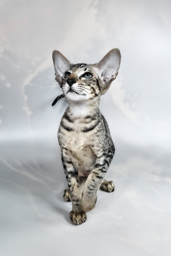 Dionysus | Oriental Shorthair Kitten