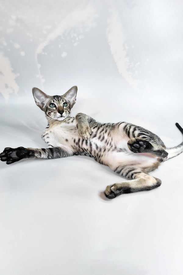 Dionysus | Oriental Shorthair Kitten