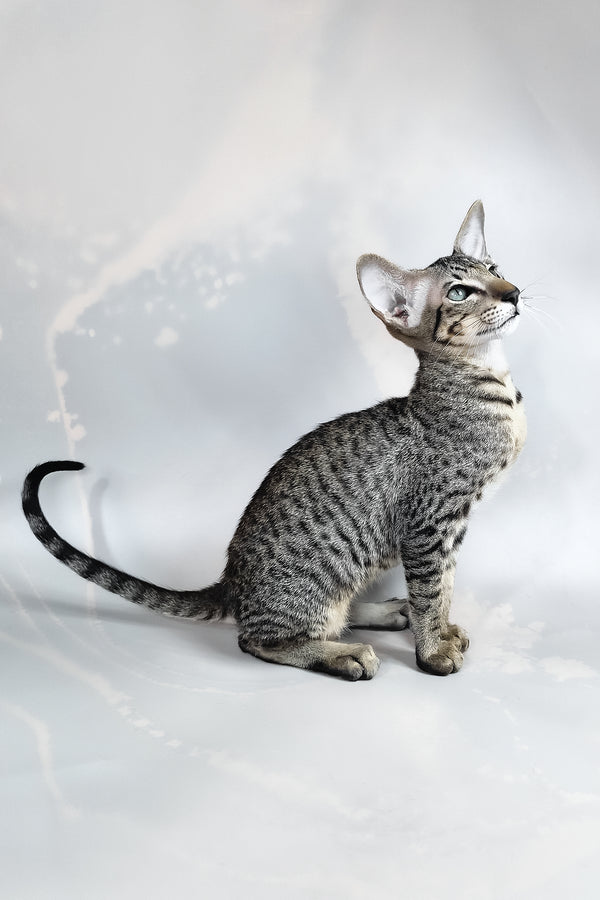 Dionysus | Oriental Shorthair Kitten