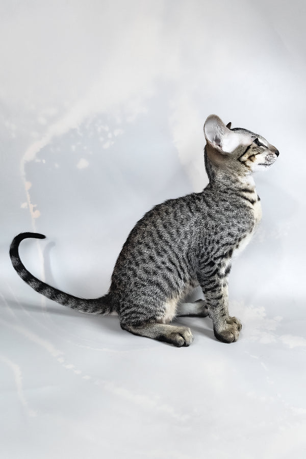 Dionysus | Oriental Shorthair Kitten