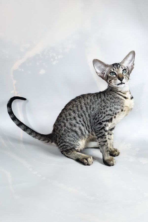 Dionysus | Oriental Shorthair Kitten