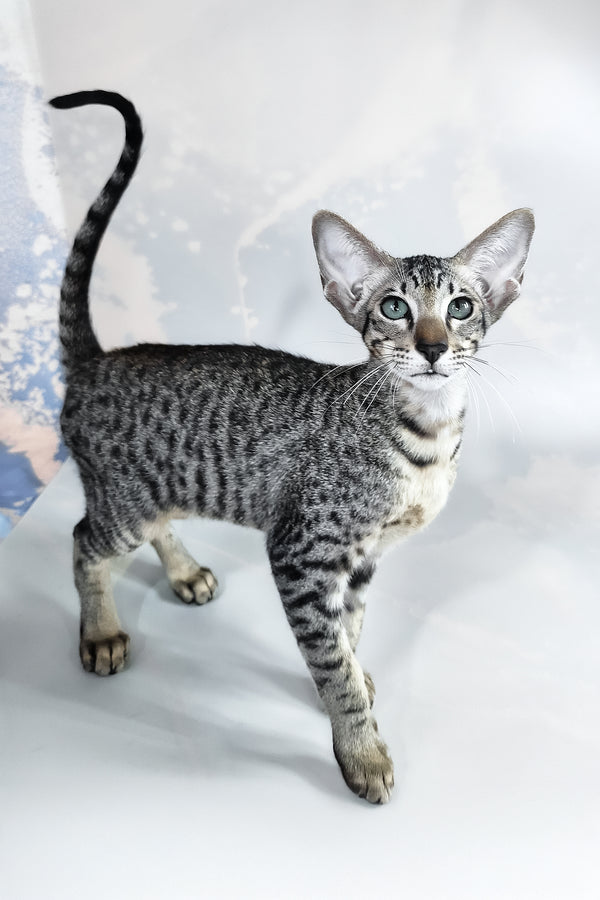 Dionysus | Oriental Shorthair Kitten
