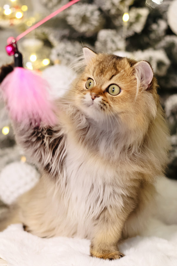 Dior | Scottish Straight Longhair Kitten