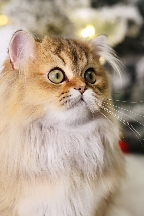 Dior | Scottish Straight Longhair Kitten