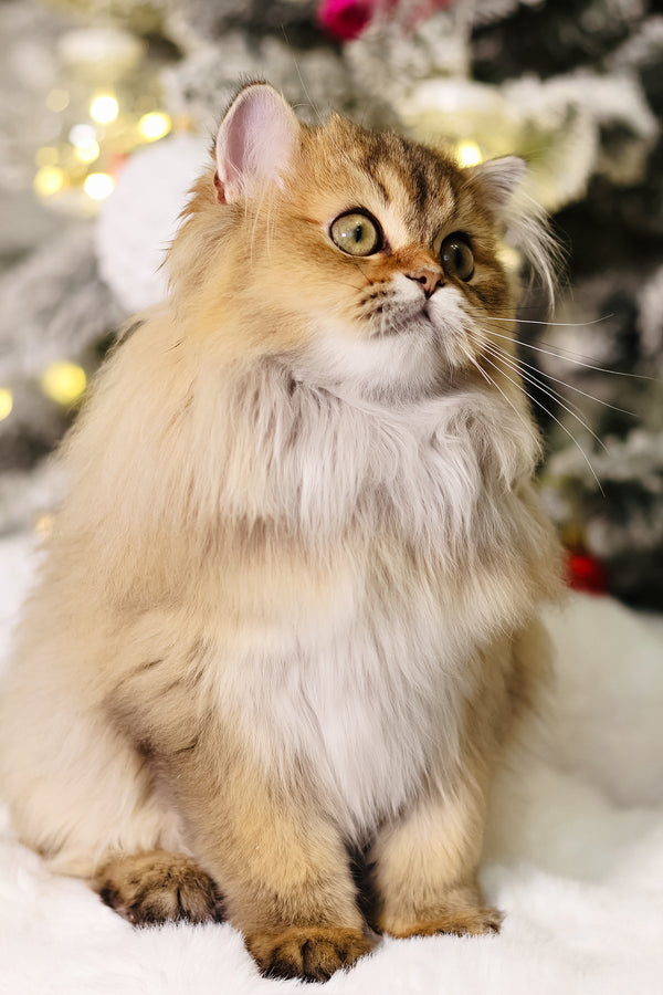 Dior | Scottish Straight Longhair Kitten